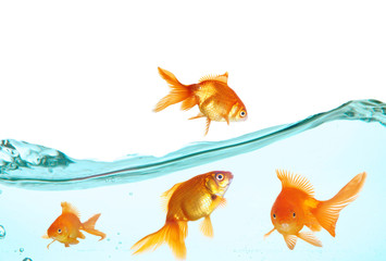 Wall Mural - Goldfish in clear water isolated on white