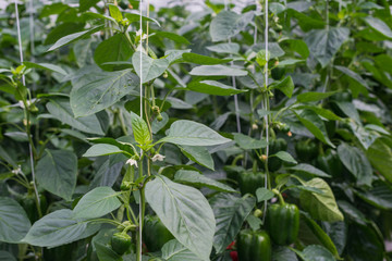 Wall Mural - Pepper plants growing up along wires