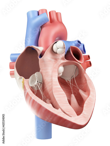 Nowoczesny obraz na płótnie cross-section illustration of the human heart
