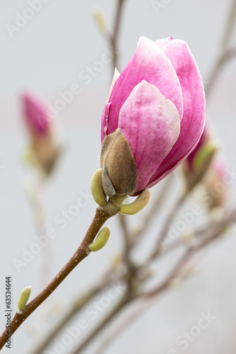 Board z aluminiowym obramowaniem Magnolia