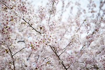 Sticker - Cherry blossoms