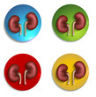 Colorful icons set with kidneys, bright and bold illustrations.