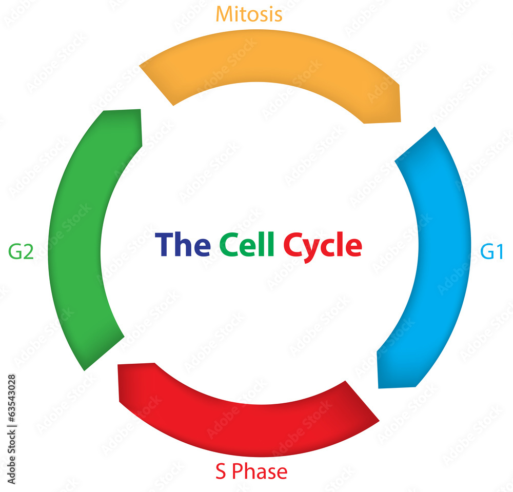 The Cell Cycle Color Diagram