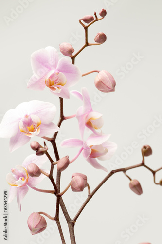 Naklejka na szybę Orchid.