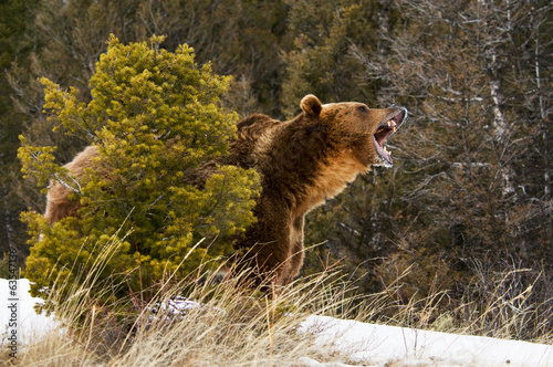 Plakat na papierze fotorealistycznym Niedźwiedź grizzly