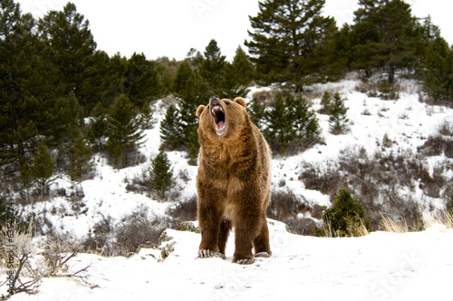 Plakat na papierze fotorealistycznym Niedźwiedź grizzly