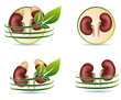 Great collection of human kidneys health care symbols