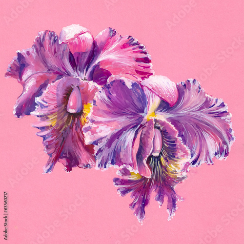 Plakat na papierze fotorealistycznym Purpurowa orchidea odizolowywająca na różowym tle woda akwarele