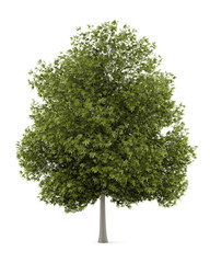 Wall Mural - white ash tree isolated on white background