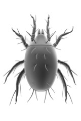 Sticker - realistic 3d render of mite