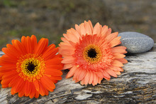 Pink And Orange Gerbera With Stones On A Wood Background