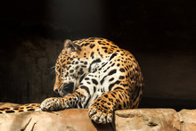 Closeup Portrait Of Jaguar Or Panthera Onca