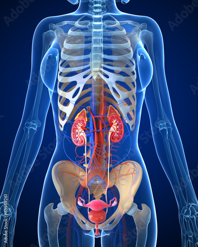 Fototapeta na wymiar Anatomy of female urinary system