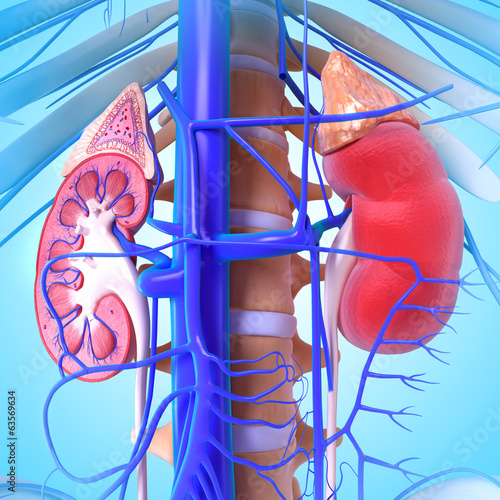 Nowoczesny obraz na płótnie 3d anatomy of kidney cross section