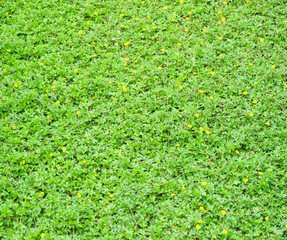 Wall Mural - green leaf background