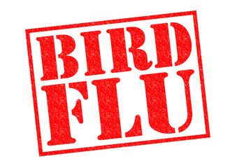 Sticker - BIRD FLU