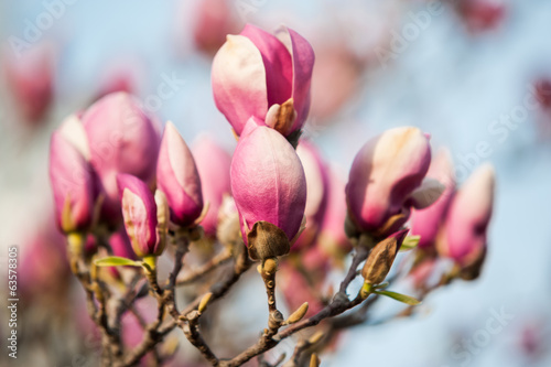 Board z aluminiowym obramowaniem Kwiat drzewa magnolii na wiosnę