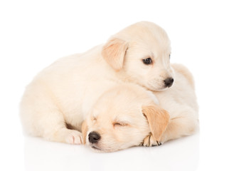 Aufkleber - two tiny golden retriever puppy. isolated on white background