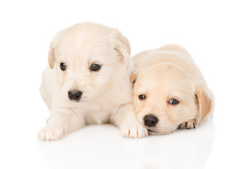 Sticker - two golden retriever puppy dog lying together. isolated 