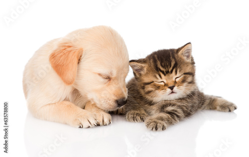 Golden Retriever Puppy Dog And British Cat Sleeping Together