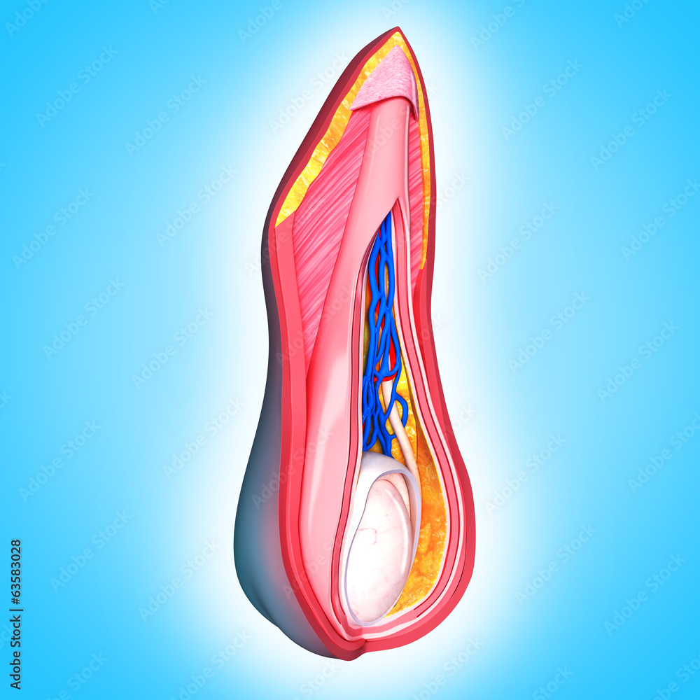 Scrotal Ridge Anatomy of male scrotal layer Stock Illustration | Adobe Stock