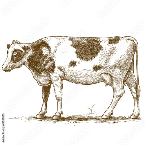 Illustration vectorielle de la gravure vache Tableau sur Toile