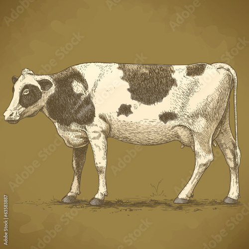 Board z aluminiowym obramowaniem Ilustracji wektorowych z grawerowania krowy retro