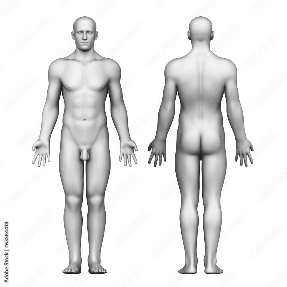 Anatomy of male body Stock Illustration | Adobe Stock, image size:1000x1000