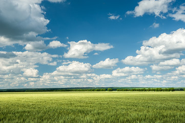 Wall Mural - green wheat field and blue sky spring landscape