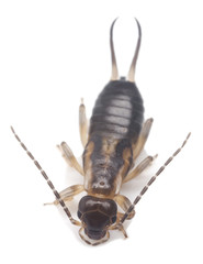 Poster - Earwig isolated on white background, extreme close-up