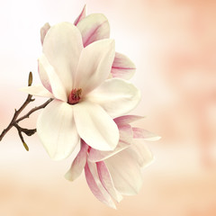 Fotomurales - magnolia