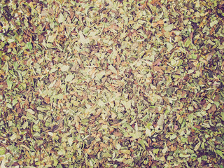 Wall Mural - Retro look Oregano spice