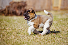 Happy American Akita Puppy Running Outdoors
