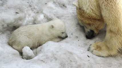 polar she-bear cuddling to bear baby, flirting with him