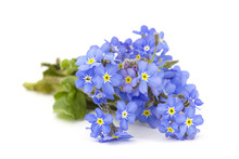 Forget Me Not Flowers
