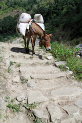 Poster - Donkey on the footpath