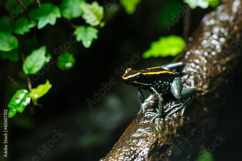 Obraz na płótnie canvas trzyczęściowy "tryptyk" Poison dart frog (dendrobatidae) na gałęzi, tropikalne zwierzę