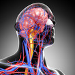 Anatomy of circulatory system with brain