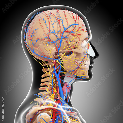 Fototapeta na wymiar Anatomy of circulatory system and nervous system