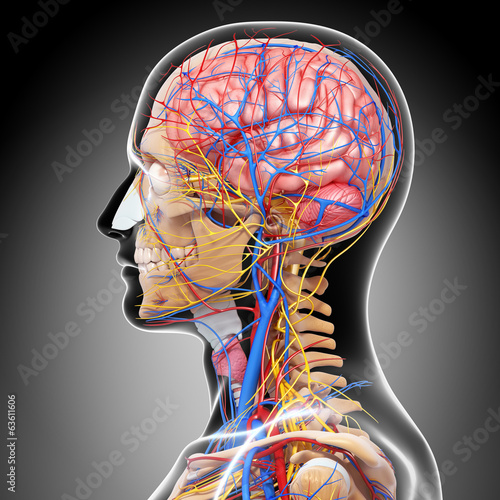 Nowoczesny obraz na płótnie Anatomy of circulatory system and nervous system with brain