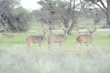 Three Male Kudu (Tragelaphus Stepticeros), Kalahari Desert