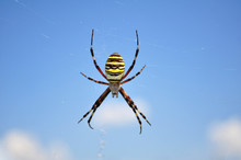 Wasp Spider, Argiope Bruennichi