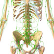3d Anatomy of  lymphatic system