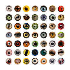 composition of animal eyes, isolated