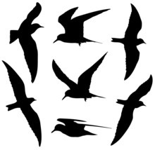 Common Tern In Flight Silhouettes