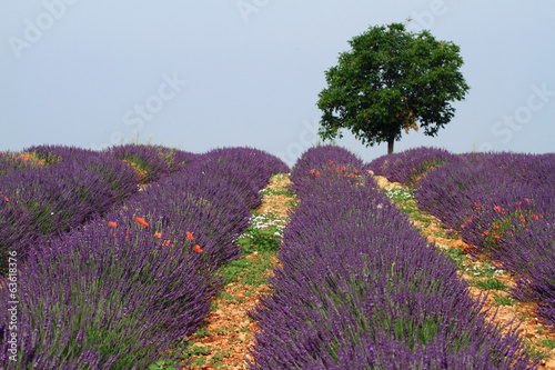 Board z aluminiowym obramowaniem Valensole prowansja francja pola lawendy kwiatowej