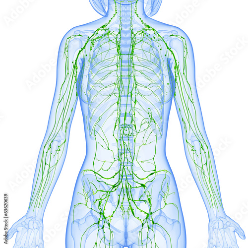 3d Anatomy Of Female Lymphatic System Stock Illustration Adobe Stock