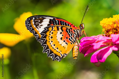 Tapeta ścienna Motyl mężczyzna lacewing mężczyzn