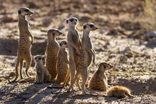 Suricate Family Standing In The Early Morning Sun Looking For Po