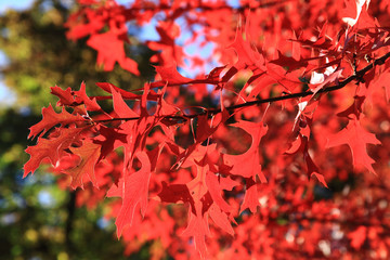 Sticker - autumnal color leaves